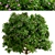 Fragrant Daphne Odora - Winter Blooms 3D model small image 5