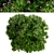 Fragrant Daphne Odora - Winter Blooms 3D model small image 6