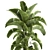 Tropical Plant Collection: Banana Palm, Ravenala, Strelitzia 3D model small image 3