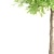 Lush Sorrel Trees: 3 Varieties 3D model small image 5