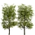 Black Ash Tree: Native Eastern North American Species 3D model small image 2