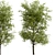 Black Ash Tree: Native Eastern North American Species 3D model small image 4