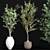 Elegant Indoor Olive Plant Set 3D model small image 2