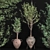 Elegant Indoor Olive Plant Set 3D model small image 3