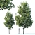 Young Oak Tree Collection: 5 Trees, 3-9m 3D model small image 2