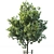 Young Oak Tree Collection: 5 Trees, 3-9m 3D model small image 5