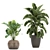 Exotic Banana Palm: Perfect for Indoors & Outdoors 3D model small image 3