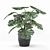 Lush Monstera: Indoor & Outdoor 3D model small image 1