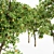 Lush Orange Fruit Tree Collection 3D model small image 3