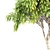 Tropical Paradise: Twin Frangipani Trees 3D model small image 3