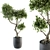 Mini Bonsai Set: Indoor Greenery 3D model small image 2