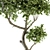 Mini Bonsai Set: Indoor Greenery 3D model small image 4