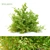 Japanese Spiraea Bush - 1m Height 3D model small image 1