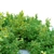 Japanese Spiraea Bush - 1m Height 3D model small image 3