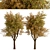 Temperate Chestnut Tree Duo 3D model small image 5