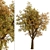 Temperate Chestnut Tree Duo 3D model small image 6