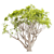 13M Acacia Tree: Majestic and Versatile 3D model small image 2