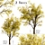 Frisia Black Locust Trees: Vibrant Yellow-Green Leaves, 2-Pack 3D model small image 1