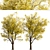 Frisia Black Locust Trees: Vibrant Yellow-Green Leaves, 2-Pack 3D model small image 2