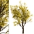 Frisia Black Locust Trees: Vibrant Yellow-Green Leaves, 2-Pack 3D model small image 3