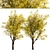 Frisia Black Locust Trees: Vibrant Yellow-Green Leaves, 2-Pack 3D model small image 4