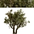 Mediterranean Duo: Set of 2 Olive Trees 3D model small image 2