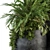 Lush Greenery Set: Black Pot 3D model small image 3