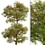 Delightful Set of Hawthorn Trees 3D model small image 2