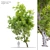 Fiddlewood Tree: 12m Height, Exquisite Citharexylum Spinosum 3D model small image 1