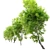 Fiddlewood Tree: 12m Height, Exquisite Citharexylum Spinosum 3D model small image 3