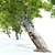 Fiddlewood Tree: 12m Height, Exquisite Citharexylum Spinosum 3D model small image 4