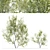 Evergreen Elegance: Four Young Olive Trees 3D model small image 2