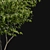 Elegant Three-Leafed Ptelea Tree 3D model small image 3