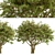 Evergreen Ash Trees Set (2 Trees) 3D model small image 5