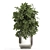 Tropical Chrome Plant Collection 3D model small image 2