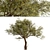 Exquisite Acacia Tortilis Set (2 Trees) 3D model small image 4