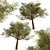 Exquisite Acacia Tortilis Set (2 Trees) 3D model small image 5