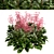 Featherleaf Rodgersia: Set of 3 Bushes 3D model small image 5