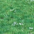 Luscious 5cm Grass for Landscapes 3D model small image 2