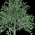 Elegant Cherry Blossom Tree 3D model small image 3