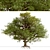 European English Oak Tree (1 Tree) 3D model small image 4