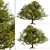 European English Oak Tree (1 Tree) 3D model small image 5