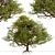 European English Oak Tree (1 Tree) 3D model small image 6