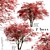 Japanese Maple Tree Set: 2 Acer Palmatum Trees 3D model small image 2