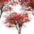 Japanese Maple Tree Set: 2 Acer Palmatum Trees 3D model small image 5