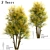 Common Lime Tree Set (2 Trees) 3D model small image 1