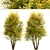 Common Lime Tree Set (2 Trees) 3D model small image 4