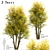 Common Lime Tree Set (2 Trees) 3D model small image 5