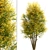 Common Lime Tree Set (2 Trees) 3D model small image 6