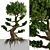 Miniature Bonsai Duo: 2 Enchanting Trees 3D model small image 2